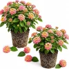 Set of 2 Lantana Athens Rose Live Plants, 4-7 Inches Tall, Outdoor Flowering Shrub for Patio & Garden - Image 1