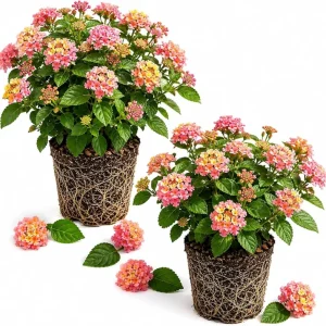Set of 2 Lantana Athens Rose Live Plants, 4-7 Inches Tall, Outdoor Flowering Shrub for Patio & Garden - Image 1