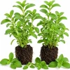 Set of 2 Live Stevia Plants – Herb Starter – 4-6 Inches Tall – Indoor/Outdoor - Image 1