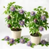 Set of 2 Maypop Passionflower Vine Live Plants, Passiflora Incarnata, Purple, 4-6 Inch Tall, Outdoor - Image 1