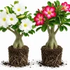 Set of 2 Mixed Desert Rose Live Plants, 4-7 Inch Adenium Succulents, Indoor/Outdoor - Image 1