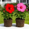 Set of 2 Mixed Hardy Hibiscus Live Plants, Tropical Flowering Shrubs, 4-8 Inch Tall, Outdoor - Image 1