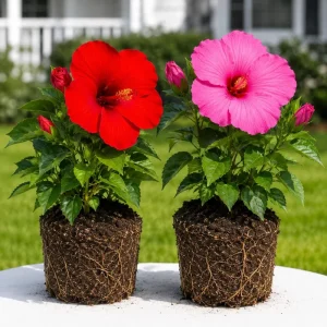 Set of 2 Mixed Hardy Hibiscus Live Plants, Tropical Flowering Shrubs, 4-8 Inch Tall, Outdoor - Image 1