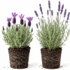 Set of 2 Mixed Lavender Live Plants, 4-8 Inch Tall, Purple Flowering Herb for Garden & Patio, Outdoor - Image 1