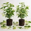 Set of 2 Night Blooming Jasmine Live Plants, 4-6 Inch Tall Fragrant White Flowering Shrubs for Patio, Garden - Image 1