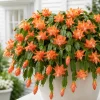 Set of 2 Orange Christmas Cactus Live Plants – 4-8 Inch Tall Holiday Cacti Indoor - Image 1