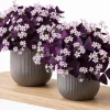 Set of 2 Oxalis Purple Shamrock Live Plant, Dark Purple, 4-8 Inch Tall, Indoor - Image 1