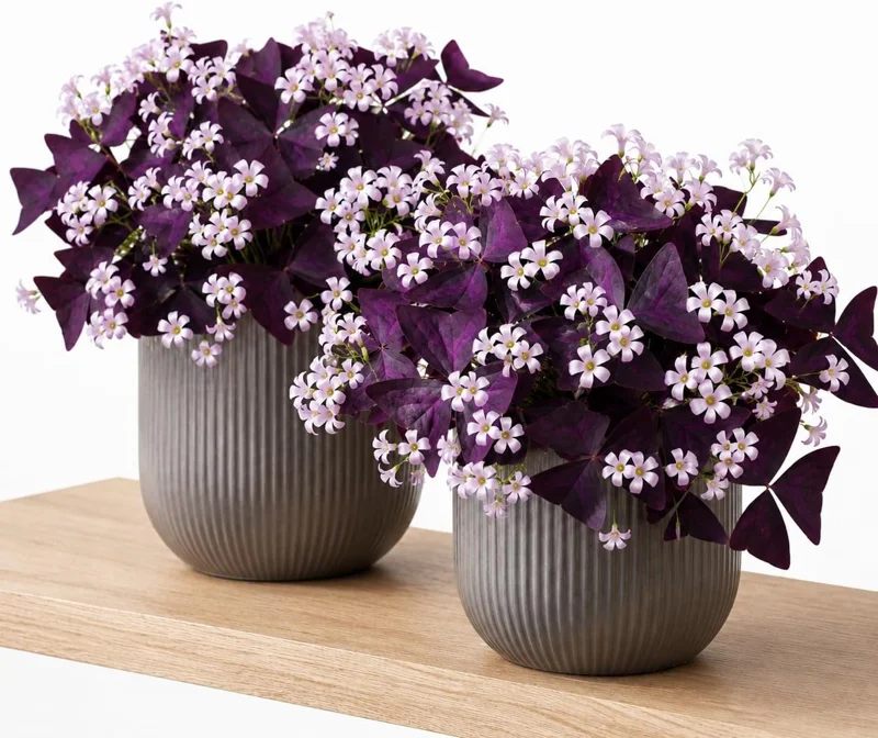 Set of 2 Oxalis Purple Shamrock Live Plant, Dark Purple, 4-8 Inch Tall, Indoor - Image 1
