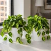 Set of 2 Philodendron Brasil Live Plants, Variegated Heartleaf, 5-8" Tall in 4" Pots, Indoor Vining Houseplant - Image 1