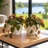 Set of 2 Philodendron Micans Live Plants, 5-8 Inch Tall, 4 Inch Pot, Indoor Vining Plant - Image 1