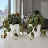 Set of 2 Philodendron Micans Live Plants, Velvet Leaf Houseplants, 5-8 Inches Tall in 4 Inch Pots - Image 1