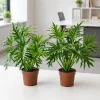 Set of 2 Philodendron Selloum Live Plants, 5-8" Tall, 4" Pot, Tropical Houseplant - Image 1