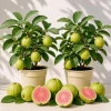 Set of 2 Pink Guava Live Plants - Sweet Tropical Fruit Tree Seedling, 6-10 Inch Tall, No Pot - Image 1