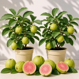 Set of 2 Pink Guava Live Plants - Sweet Tropical Fruit Tree Seedling, 6-10 Inch Tall, No Pot - Image 1