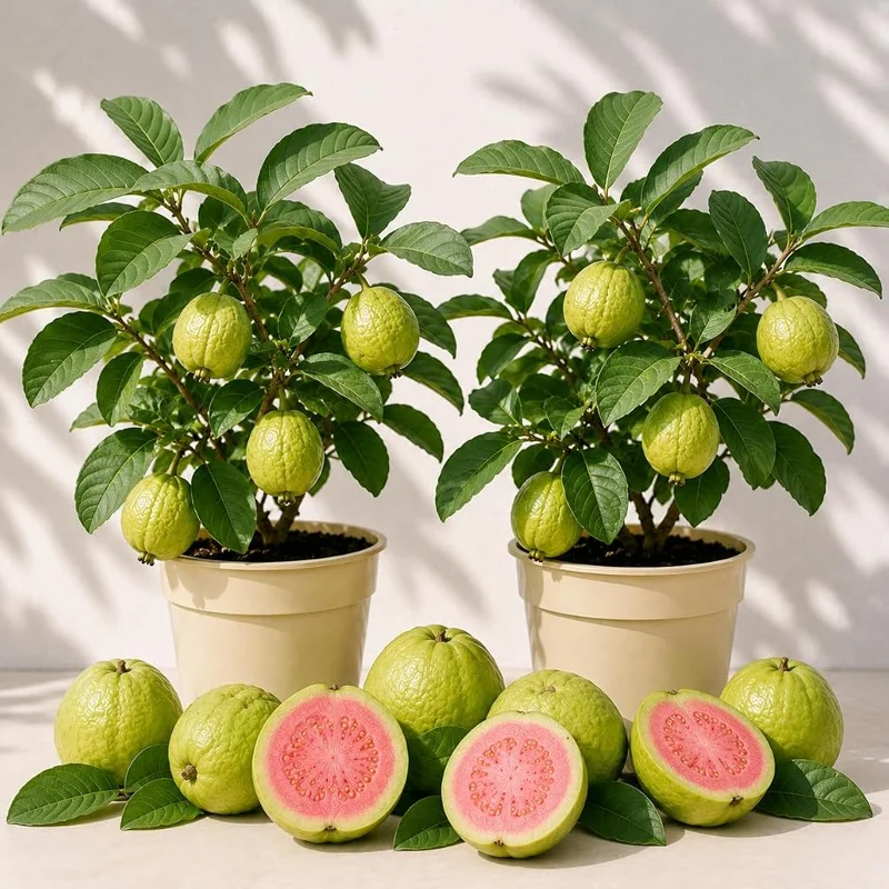 Set of 2 Pink Guava Live Plants - Sweet Tropical Fruit Tree Seedling, 6-10 Inch Tall, No Pot - Image 1