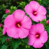 Set of 2 Pink Hibiscus Live Plants, Tropical Shrub, 4-8 Inch Tall, Outdoor - Image 1