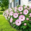 Set of 2 Pink White Hibiscus Live Plants, 4-8 Inch, Tropical Flowering Shrub, Outdoor - Image 1