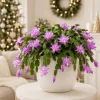 Set of 2 Purple Christmas Cactus Live Plants – 4-8 Inch Tall – Indoor Tropical Schlumbergera - Image 1