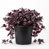 Set of 2 Purple Tradescantia Zebrina Live Plants, 5-8 Inch, 4 Inch Pot, Wandering Jew Indoor Houseplant - Image 1