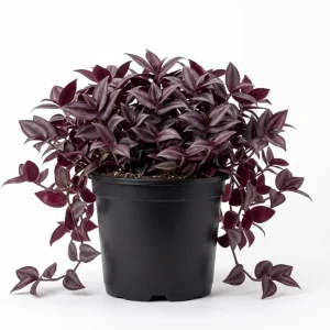 Set of 2 Purple Tradescantia Zebrina Live Plants, 5-8 Inch, 4 Inch Pot, Wandering Jew Indoor Houseplant - Image 1