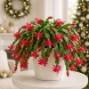 Set of 2 Red Christmas Cactus Live Plants, 4-8 Inch Tall, Indoor Tropical Cactus - Image 1