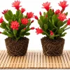 Set of 2 Red Easter Cactus Live Plants, 4-8 Inch Tall, Spring Flowering Houseplant - Image 1