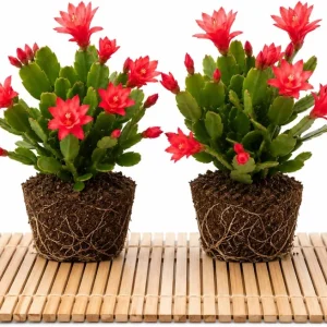 Set of 2 Red Easter Cactus Live Plants, 4-8 Inch Tall, Spring Flowering Houseplant - Image 1