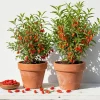 Set of 2 Red Goji Berry Live Plants, Sweet Berry Shrubs 4-7 Inches Tall, Outdoor - Image 1