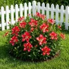 Set of 2 Red Hibiscus Live Plants, 4-8 Inch Tall Tropical Shrub, Outdoor - Image 1