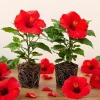 Set of 2 Red Hibiscus Live Plants, Hardy Tropical Shrub, 4-8 Inch Tall - Image 1