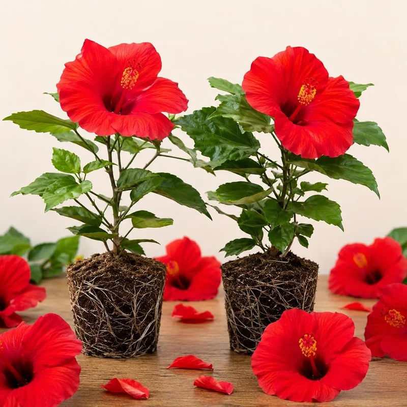 Set of 2 Red Hibiscus Live Plants, Hardy Tropical Shrub, 4-8 Inch Tall - Image 1