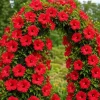 Set of 2 Red Hibiscus Live Plants, Red Flowering Tropical Shrub, 4-8 Inch Tall, Outdoor - Image 1