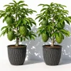 Set of 2 Soursop Live Plants – Guanabana Tropical Fruit Tree – 5-10 Inches Tall - Image 1