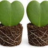 Set of 2 Sweetheart Hoya Plants, Heart Leaf Hoya Succulent, Live Indoor Plant, 4-8 Inch Tall - Image 1