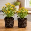 Set of 2 Texas Tarragon Live Plants - Mint Marigold Culinary Herb, 4-8 Inch Tall - Image 1