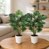 Set of 2 Tree Philodendron Live Plants - 5-8 Inch Tall in 4 Inch Pots - Image 1