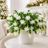 Set of 2 White Christmas Cactus Live Plants, 4-8 Inch Tall, No Pot, Indoor - Image 1