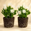 Set of 2 White Easter Cactus Live Plants - 4-8 Inch Tall Houseplants - Image 1