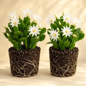 Set of 2 White Easter Cactus Live Plants - 4-8 Inch Tall Houseplants - Image 1