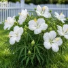 Set of 2 White Hibiscus Live Plant, Tropical Flowering Shrub, 4-8 Inch Tall, Outdoor - Image 1