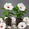Set of 2 White Hibiscus Live Plants, Hardy Flowering Shrub, 4-8 Inch Tall, Outdoor - Image 1