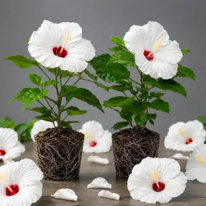 Set of 2 White Hibiscus Live Plants, Hardy Flowering Shrub, 4-8 Inch Tall, Outdoor - Image 1