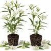 Set of 2 White Milkweed Live Plants, Asclepias Tuberosa Starter, 4-6 Inch Perennial Outdoor Plant - Image 1
