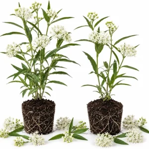 Set of 2 White Milkweed Live Plants, Asclepias Tuberosa Starter, 4-6 Inch Perennial Outdoor Plant - Image 1