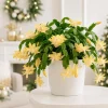 Set of 2 Yellow Christmas Cactus Live Plants, 4-8 Inch Tall, No Pot, Indoor Tropical Succulent - Image 1