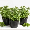 Set of 3 Chocolate Mint Live Plants, 4-7 Inches Tall, Rooted Herb for Pots & Garden - Image 1