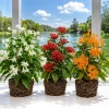 Set of 3 Jasmine Live Plants - White, Red, Orange Blooming Flowers, 4-8 Inch Tall, Outdoor Tropical - Image 1