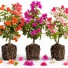 Set of 3 Mixed Bougainvillea Live Plants, 4-7 Inches Tall, Colorful Flowering Vines for Outdoor Gardens - Image 1