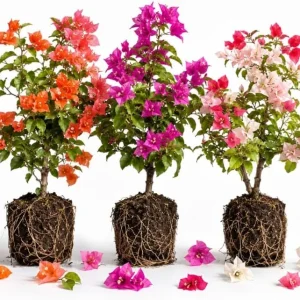 Set of 3 Mixed Bougainvillea Live Plants, 4-7 Inches Tall, Colorful Flowering Vines for Outdoor Gardens - Image 1