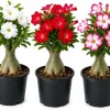 Set of 3 Mixed Desert Rose Live Plants, 4-7 inch Tall Adenium Succulents for Pots & Patio - Image 1